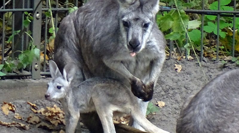 Östliches Bergkänguru - Aktuelles Tierpark Berlin und Zoo Berlin - Freunde Hauptstadtzoos - Förderverein