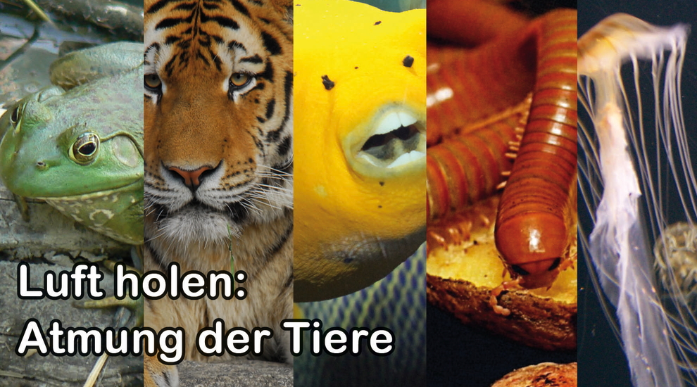 Atmung - Tierwissen - Tiere - Tierlexikon - Freunde Hauptstadtzoos