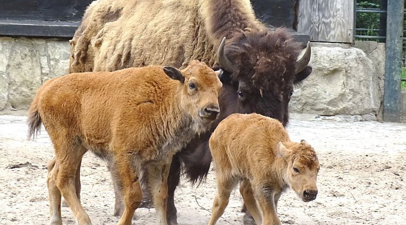 Präriebison - Bison - Aktuelles Tierpark Berlin und Zoo Berlin - Freunde Hauptstadtzoos - Förderverein