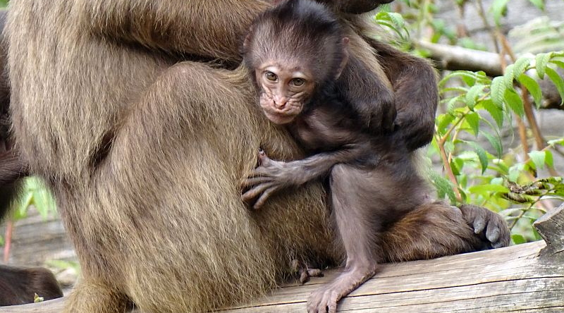 Dschelada - Aktuelles Tierpark Berlin und Zoo Berlin - Freunde Hauptstadtzoos - Förderverein