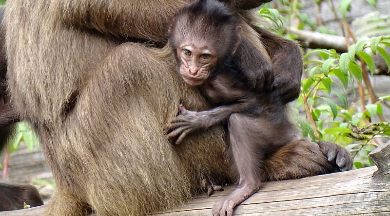 Dschelada -  Aktuelles Tierpark Berlin und Zoo Berlin - Freunde Hauptstadtzoos - Förderverein