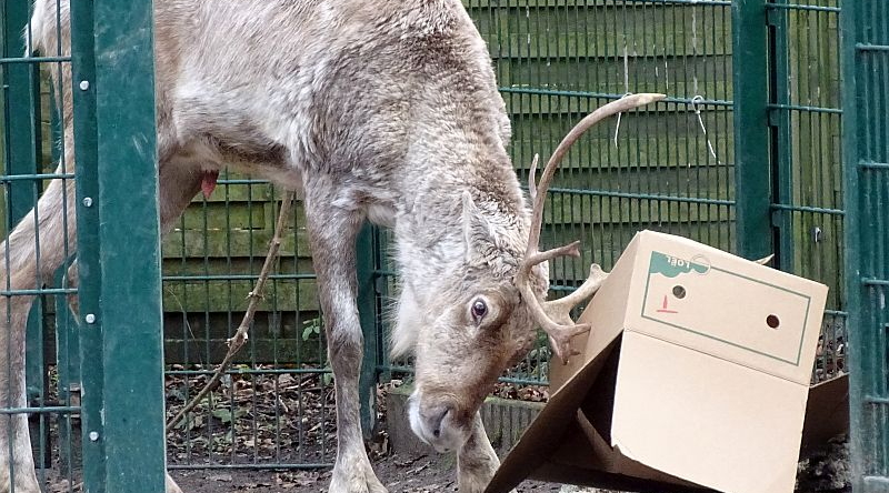 Europäisches Waldrentier - Aktuelles Tierpark Berlin und Zoo Berlin - Freunde Hauptstadtzoos - Förderverein