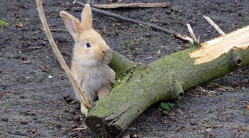 Jungtier bei den Flämischen Riesenkaninchen im Tierpark Berlin