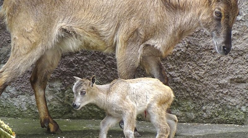 Himalaya-Tahr - Jungtier - Aktuelles Tierpark Berlin und Zoo Berlin - Freunde Hauptstadtzoos - Förderverein