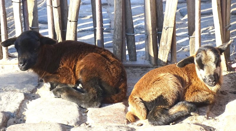 Kamerunschaf - Jungtier - Aktuelles Tierpark Berlin und Zoo Berlin - Freunde Hauptstadtzoos - Förderverein