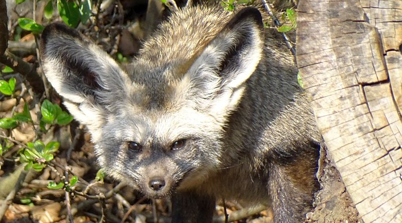 Löffelhunde -  Aktuelles Tierpark Berlin und Zoo Berlin - Freunde Hauptstadtzoos - Förderverein