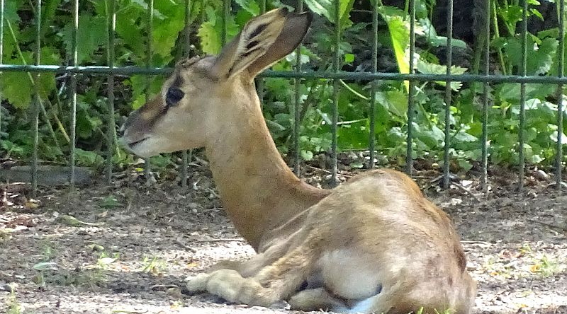 Jungtier bei den Mhorrgazellen im Tierpark Berlin
