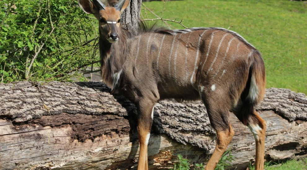 Nyala - Aktuelles Tierpark Berlin und Zoo Berlin - Freunde Hauptstadtzoos - Förderverein