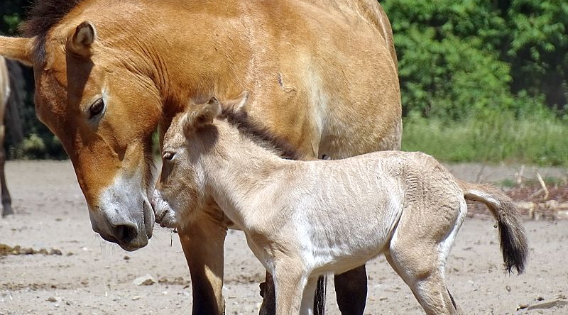 Przewalskipferd -  Aktuelles Tierpark Berlin und Zoo Berlin - Freunde Hauptstadtzoos - Förderverein
