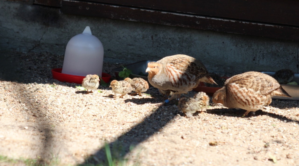 Rebhühner - Zoo Berlin - Aktuelles - Freunde Hauptstadtzoos - Förderverein