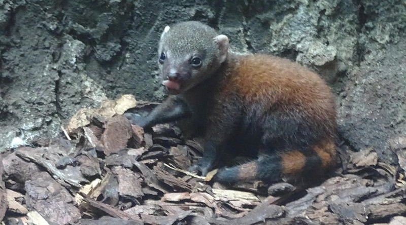 Ringelschwanzmungo -  Aktuelles Tierpark Berlin und Zoo Berlin - Freunde Hauptstadtzoos - Förderverein