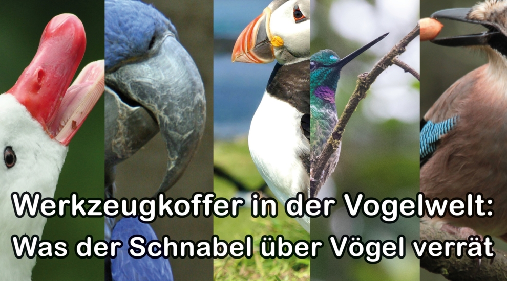 Schnabel - Schnabelformen - Vogelwelt - Tiere - Tierwelt - Tierwissen - Tierpark Berlin - Zoo Berlin- Freunde Hauptstadtzoos