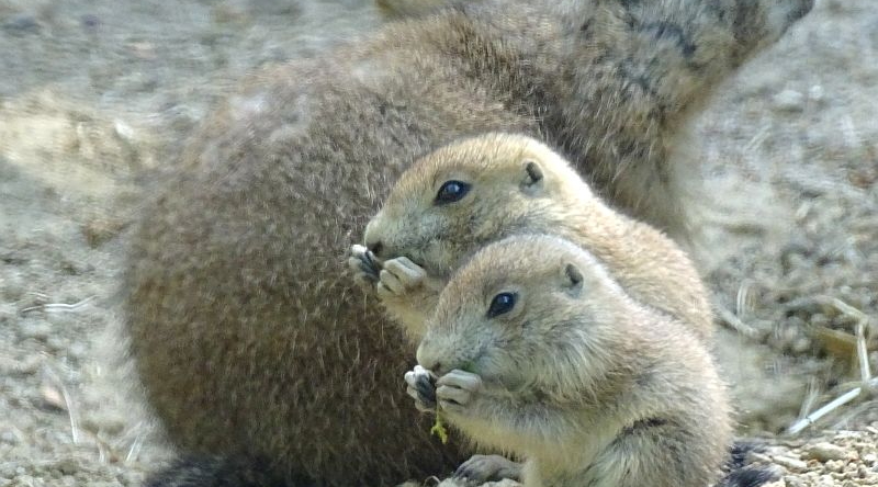 Schwarzschwanz-Präriehunde - Jungtier - Aktuelles Tierpark Berlin und Zoo Berlin - Freunde Hauptstadtzoos - Förderverein