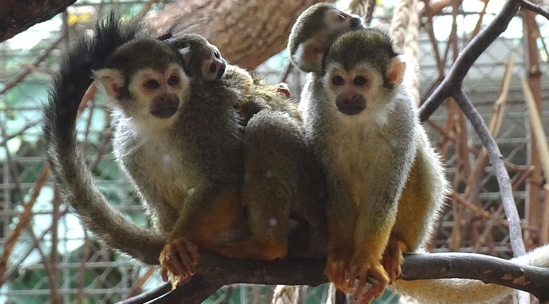 Totenkopfäffchen -  Aktuelles Tierpark Berlin und Zoo Berlin - Freunde Hauptstadtzoos - Förderverein