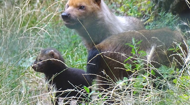 Waldhunde - Aktuelles Tierpark Berlin und Zoo Berlin - Freunde Hauptstadtzoos - Förderverein