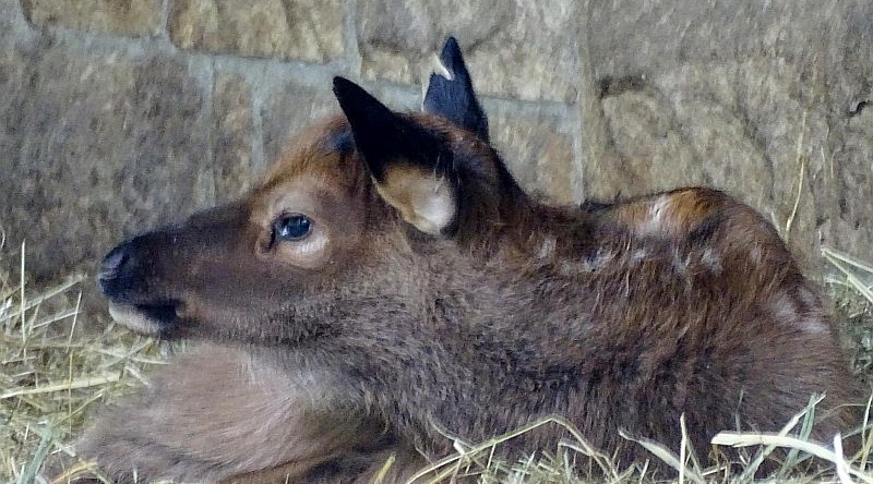 Jungtier bei den Wapitis im Tierpark Berlin - Freunde Hauptstadtzoos - Aktuelles aus dem Tierpark und dem Zoo