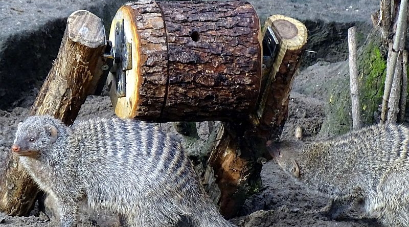 Zebramangusten - Tierbeschäftigung - Enrichment - Tierpark Berlin - Aktuelles Tierpark Berlin und Zoo Berlin - Freunde Hauptstadtzoos - Förderverein