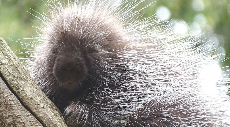 Neuer Nordamerikanischer Baumstachler im Tierpark Berlin - Aktuelles aus Zoo Berlin und Tierpark Berlin - Freunde Hauptstadtzoos