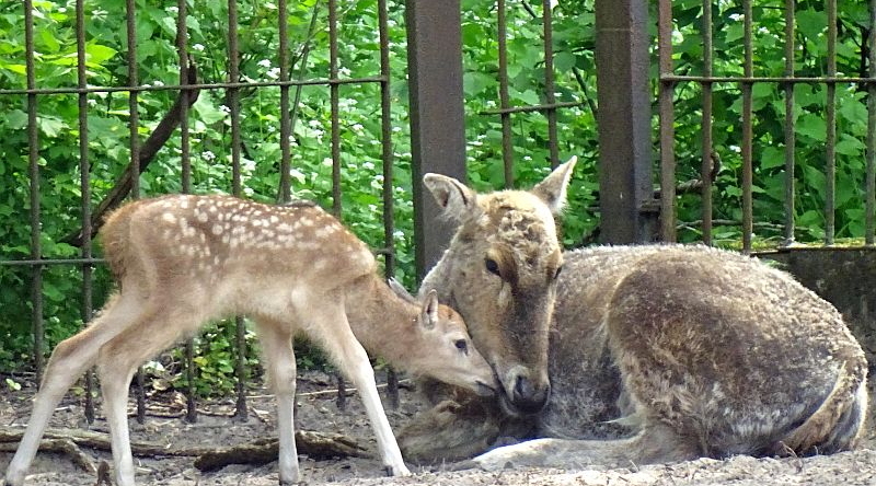 Davidshirsch - Milu - Jungtier - Aktuelles Tierpark Berlin und Zoo Berlin - Freunde Hauptstadtzoos - Förderverein
