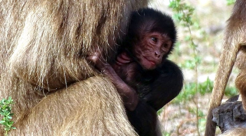alt-"Dschelada-Jungtier - Aktuelles Tierpark Berlin und Zoo Berlin - Freunde Hauptstadtzoos - Förderverein"