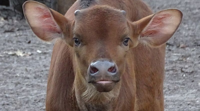 Gaur-Kalb im Zoo Berlin