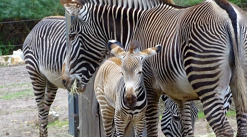 Grévyzebras mit Jungtier im Tierpark Berlin.