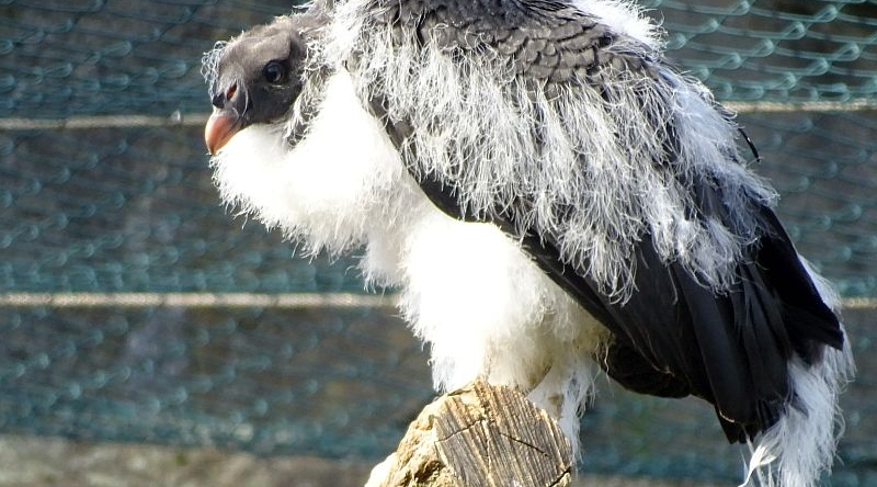 alt-"Königsgeier-Jungvogel - Aktuelles Tierpark Berlin und Zoo Berlin - Freunde Hauptstadtzoos - Förderverein"