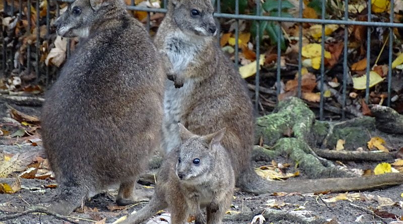 Parmakänguru-Jungtier im Zoo Berlin.