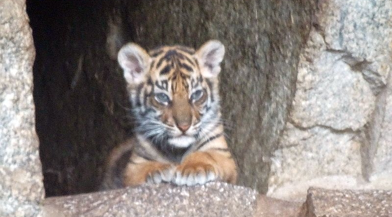 Sumatra-Tiger-Jungtier im Tierpark Berlin