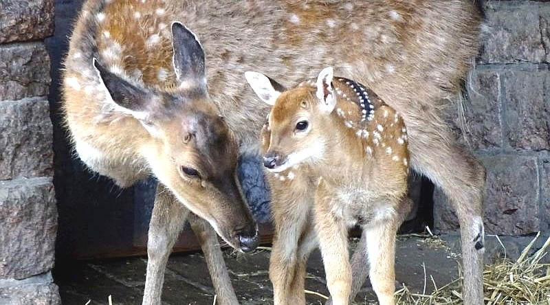 Vietnam-Sika - Sikahirsch - Aktuelles Tierpark Berlin und Zoo Berlin - Freunde Hauptstadtzoos - Förderverein
