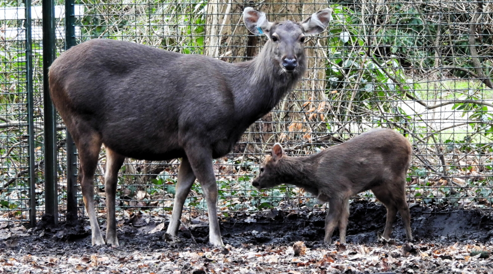 alt-"Sambarhirsch - Aktuelles Tierpark Berlin und Zoo Berlin - Freunde Hauptstadtzoos - Förderverein"