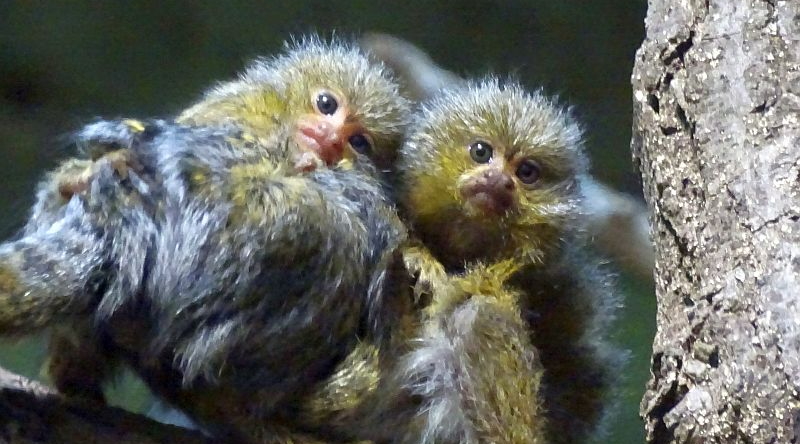 Weißbauch-Zwergseidenäffchen mit Zwillingen im Zoo Berlin