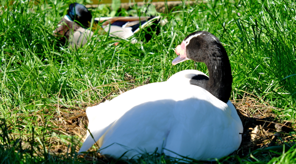 Schwarzhalsschwäne im Tierpark Berlin brüten - Freunde Hauptstadtzoos