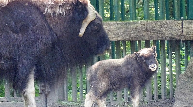 Jungtier bei den Moschusochsen im Tierpark Berlin - Freunde Hauptstadtzoos - Helfen