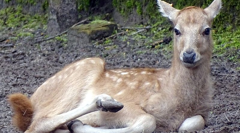 Davidshirsch - Milu - Aktuelles Tierpark Berlin und Zoo Berlin - Freunde Hauptstadtzoos - Förderverein