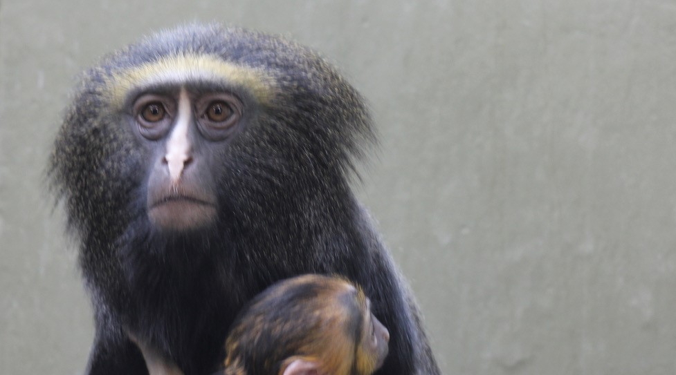 Eulenkopfmeerkatze - Jungtier - Zoo Berlin - Aktuelles - Freunde Hauptstadtzoos - Förderverein