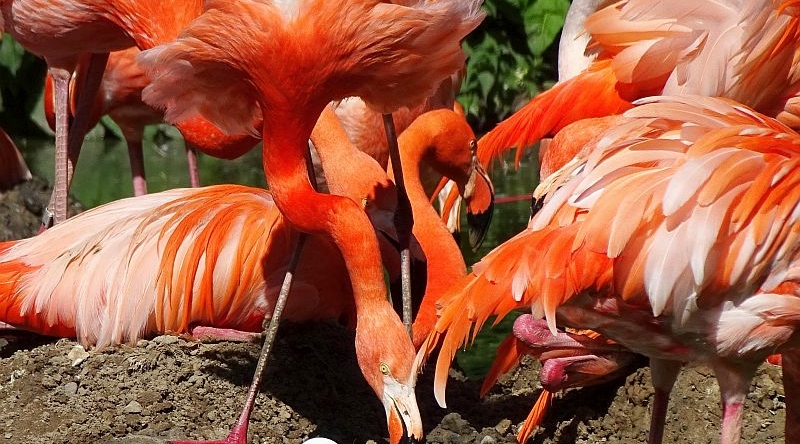 Flamingos im Tierpark Berlin brüten - Freunde Hauptstadtzoos