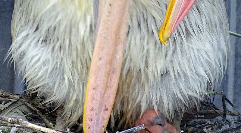 Küken bei den Fleckschnabelpelikanen im Tierpark Berlin