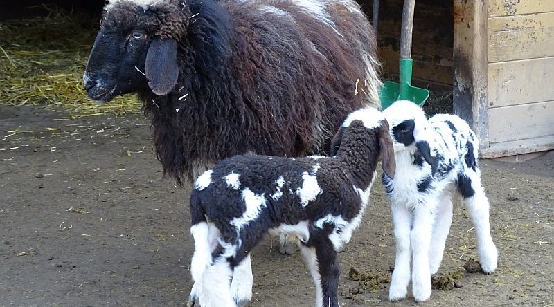 Geschecktes Bergschaf mit Jungtieren im Tierpark Berlin