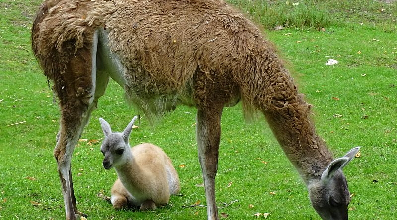 Guanako mit Jungtier im Zoo Berlin