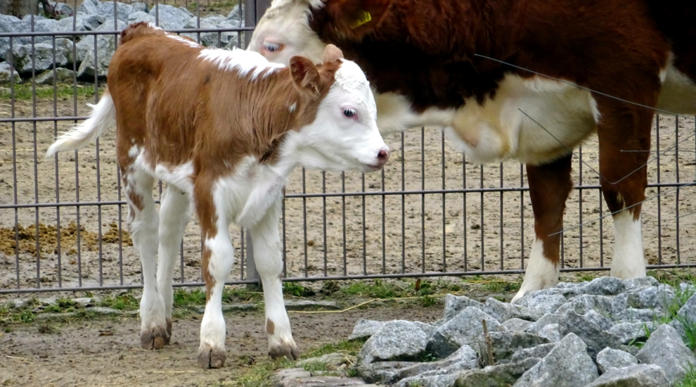 Hinterwälder Rind - Aktuelles Tierpark Berlin und Zoo Berlin - Freunde Hauptstadtzoos - Förderverein