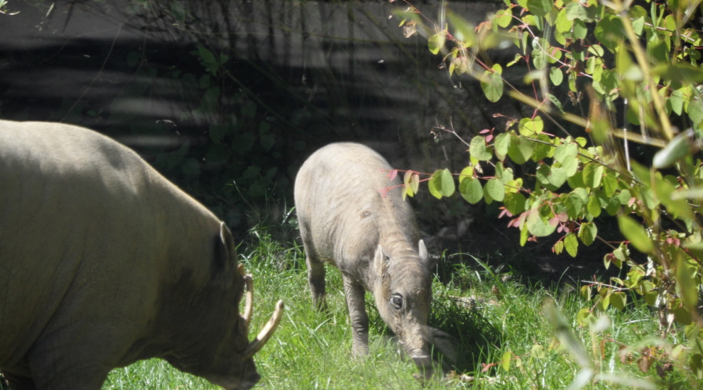 alt-"Hirscheber - Aktuelles Tierpark Berlin und Zoo Berlin - Freunde Hauptstadtzoos - Förderverein"