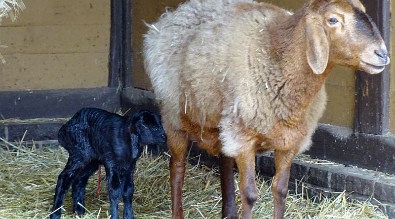 Hissarschaf - Aktuelles Tierpark Berlin und Zoo Berlin - Freunde Hauptstadtzoos - Förderverein
