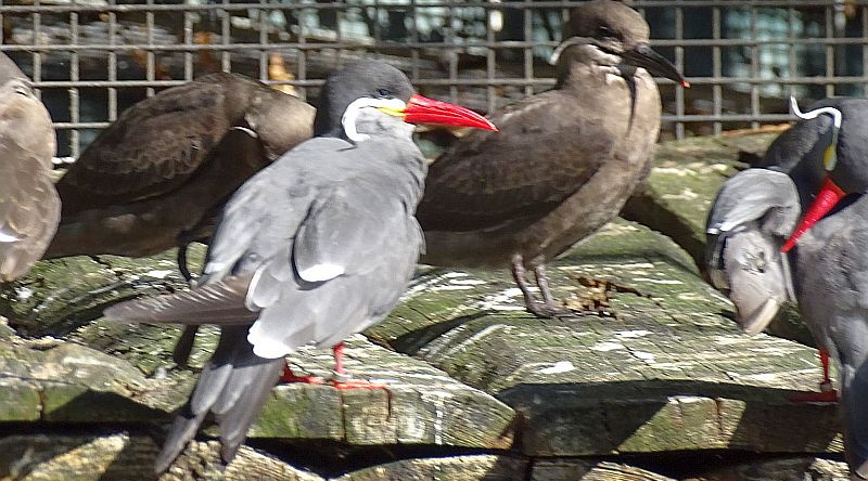 Inkaseeschwalben mit Jungvögeln im Zoo Berlin