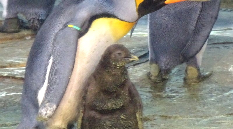 alt-"Königspinguin-Küken -  Aktuelles Tierpark Berlin und Zoo Berlin - Freunde Hauptstadtzoos - Förderverein"
