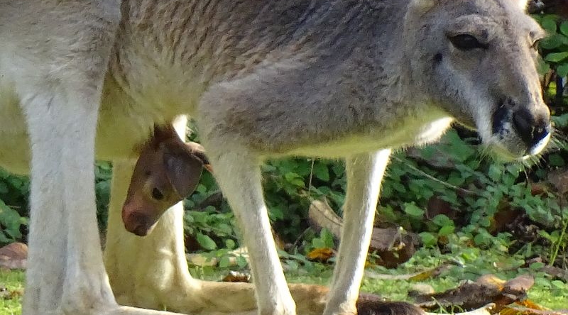Rotes Riesenkänguru - Jungtier - Aktuelles Tierpark Berlin und Zoo Berlin - Freunde Hauptstadtzoos - Förderverein