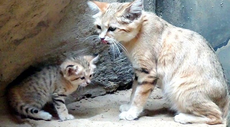 alt-"Sandkatzen - Aktuelles Tierpark Berlin und Zoo Berlin - Freunde Hauptstadtzoos - Förderverein"