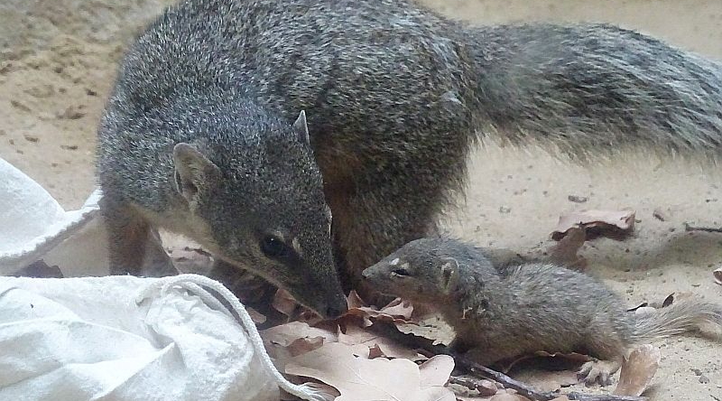 Schmalstreifenmungo mit Jungtier im Zoo Berlin