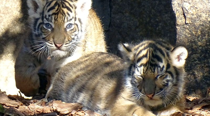 Sumatra-Tiger - Artenschutz - Aktuelles Tierpark Berlin und Zoo Berlin - Freunde Hauptstadtzoos - Förderverein