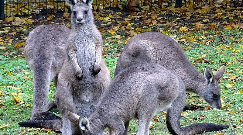 Tasmanische Graue Riesenkängurus - Aktuelles Tierpark Berlin und Zoo Berlin - Freunde Hauptstadtzoos - Förderverein